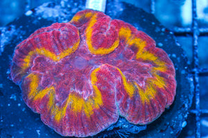 #wholesale_coral# - #saltwater_fish# #saltwater_coral# - #rare corals# - #coralsdepot# - #Corals_Depot# - #live_corals# - #eye-catching-coral# #quality_marine_fish# -#quality-marine# #discoun