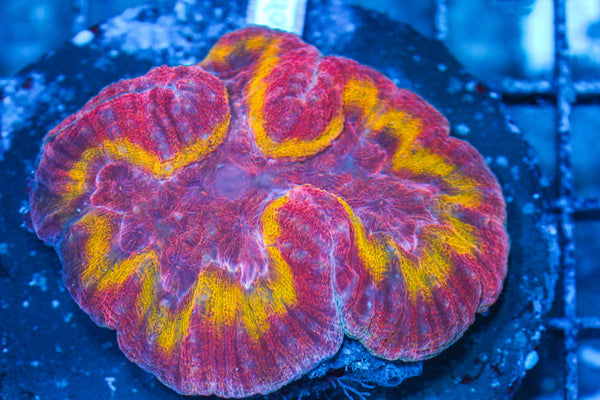 #wholesale_coral# - #saltwater_fish# #saltwater_coral# - #rare corals# - #coralsdepot# - #Corals_Depot# - #live_corals# - #eye-catching-coral# #quality_marine_fish# -#quality-marine# #discoun