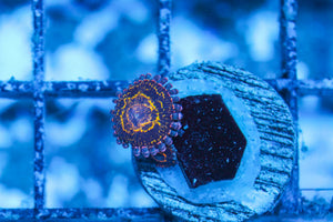 #wholesale_coral# - #saltwater_fish# #saltwater_coral# - #rare corals# - #coralsdepot# - #Corals_Depot# - #live_corals# - #eye-catching-coral# #quality_marine_fish# -#quality-marine# #discoun