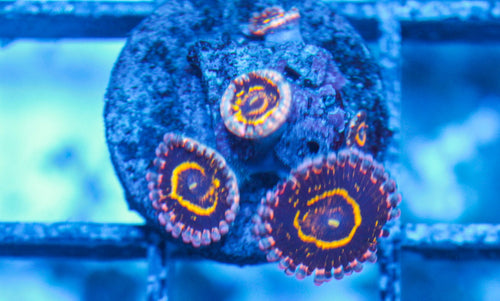 #wholesale_coral# - #saltwater_fish# #saltwater_coral# - #rare corals# - #coralsdepot# - #Corals_Depot# - #live_corals# - #eye-catching-coral# #quality_marine_fish# -#quality-marine# #discoun