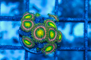 #wholesale_coral# - #saltwater_fish# #saltwater_coral# - #rare corals# - #coralsdepot# - #Corals_Depot# - #live_corals# - #eye-catching-coral# #quality_marine_fish# -#quality-marine# #discoun