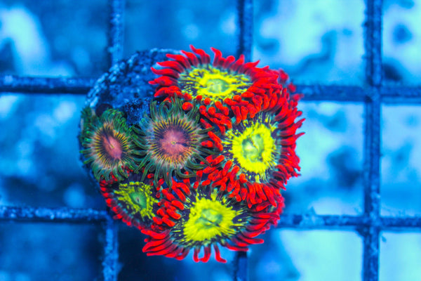 #wholesale_coral# - #saltwater_fish# #saltwater_coral# - #rare corals# - #coralsdepot# - #Corals_Depot# - #live_corals# - #eye-catching-coral# #quality_marine_fish# -#quality-marine# #discoun
