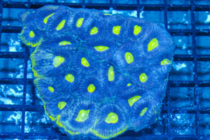 #wholesale_coral# - #saltwater_fish# #saltwater_coral# - #rare corals# - #coralsdepot# - #Corals_Depot# - #live_corals# - #eye-catching-coral# #quality_marine_fish# -#quality-marine# #discoun
