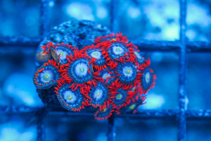 #wholesale_coral# - #saltwater_fish# #saltwater_coral# - #rare corals# - #coralsdepot# - #Corals_Depot# - #live_corals# - #eye-catching-coral# #quality_marine_fish# -#quality-marine# #discoun