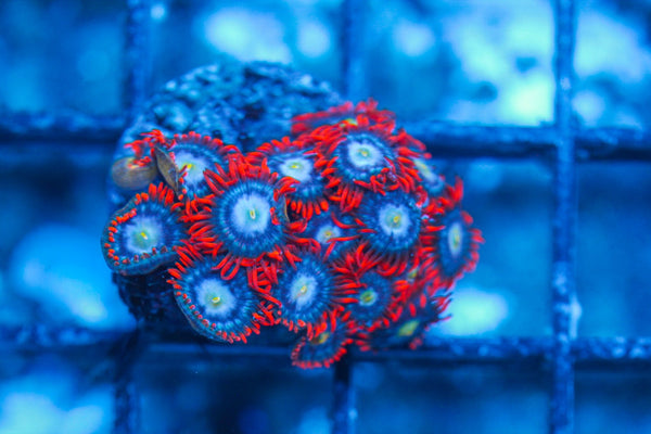 #wholesale_coral# - #saltwater_fish# #saltwater_coral# - #rare corals# - #coralsdepot# - #Corals_Depot# - #live_corals# - #eye-catching-coral# #quality_marine_fish# -#quality-marine# #discoun