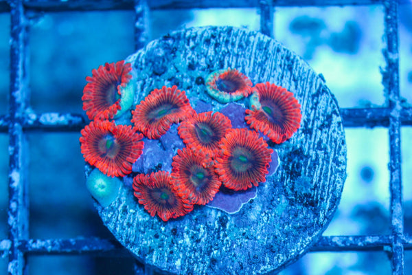#wholesale_coral# - #saltwater_fish# #saltwater_coral# - #rare corals# - #coralsdepot# - #Corals_Depot# - #live_corals# - #eye-catching-coral# #quality_marine_fish# -#quality-marine# #discoun
