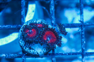 #wholesale_coral# - #saltwater_fish# #saltwater_coral# - #rare corals# - #coralsdepot# - #Corals_Depot# - #live_corals# - #eye-catching-coral# #quality_marine_fish# -#quality-marine# #discoun