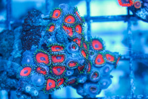 #wholesale_coral# - #saltwater_fish# #saltwater_coral# - #rare corals# - #coralsdepot# - #Corals_Depot# - #live_corals# - #eye-catching-coral# #quality_marine_fish# -#quality-marine# #discoun
