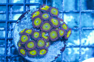#wholesale_coral# - #saltwater_fish# #saltwater_coral# - #rare corals# - #coralsdepot# - #Corals_Depot# - #live_corals# - #eye-catching-coral# #quality_marine_fish# -#quality-marine# #discoun