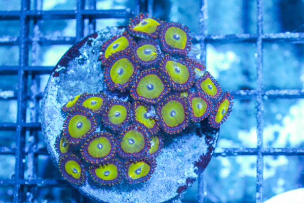 #wholesale_coral# - #saltwater_fish# #saltwater_coral# - #rare corals# - #coralsdepot# - #Corals_Depot# - #live_corals# - #eye-catching-coral# #quality_marine_fish# -#quality-marine# #discoun