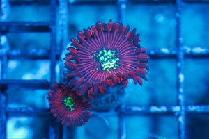#wholesale_coral# - #saltwater_fish# #saltwater_coral# - #rare corals# - #coralsdepot# - #Corals_Depot# - #live_corals# - #eye-catching-coral# #quality_marine_fish# -#quality-marine# #discoun