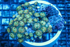 #wholesale_coral# - #saltwater_fish# #saltwater_coral# - #rare corals# - #coralsdepot# - #Corals_Depot# - #live_corals# - #eye-catching-coral# #quality_marine_fish# -#quality-marine# #discoun