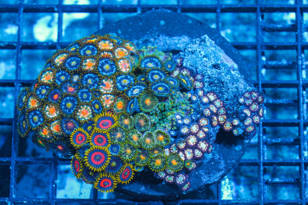 #wholesale_coral# - #saltwater_fish# #saltwater_coral# - #rare corals# - #coralsdepot# - #Corals_Depot# - #live_corals# - #eye-catching-coral# #quality_marine_fish# -#quality-marine# #discoun