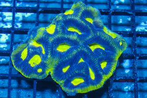 #wholesale_coral# - #saltwater_fish# #saltwater_coral# - #rare corals# - #coralsdepot# - #Corals_Depot# - #live_corals# - #eye-catching-coral# #quality_marine_fish# -#quality-marine# #discoun