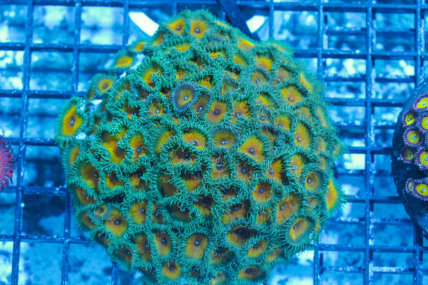 #wholesale_coral# - #saltwater_fish# #saltwater_coral# - #rare corals# - #coralsdepot# - #Corals_Depot# - #live_corals# - #eye-catching-coral# #quality_marine_fish# -#quality-marine# #discoun