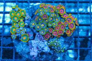 #wholesale_coral# - #saltwater_fish# #saltwater_coral# - #rare corals# - #coralsdepot# - #Corals_Depot# - #live_corals# - #eye-catching-coral# #quality_marine_fish# -#quality-marine# #discoun