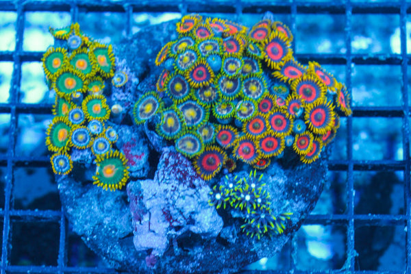 #wholesale_coral# - #saltwater_fish# #saltwater_coral# - #rare corals# - #coralsdepot# - #Corals_Depot# - #live_corals# - #eye-catching-coral# #quality_marine_fish# -#quality-marine# #discoun