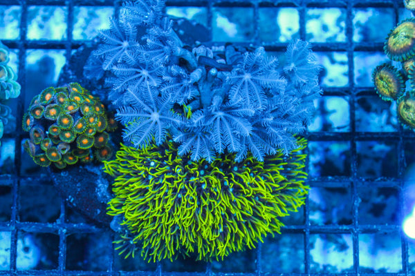 #wholesale_coral# - #saltwater_fish# #saltwater_coral# - #rare corals# - #coralsdepot# - #Corals_Depot# - #live_corals# - #eye-catching-coral# #quality_marine_fish# -#quality-marine# #discoun