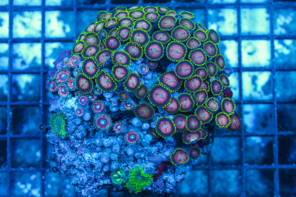 #wholesale_coral# - #saltwater_fish# #saltwater_coral# - #rare corals# - #coralsdepot# - #Corals_Depot# - #live_corals# - #eye-catching-coral# #quality_marine_fish# -#quality-marine# #discoun