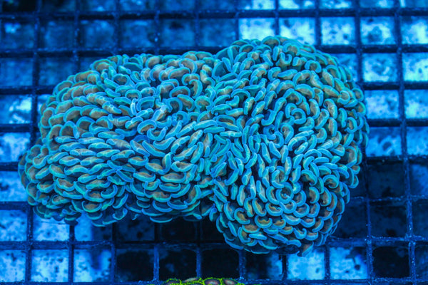 #wholesale_coral# - #saltwater_fish# #saltwater_coral# - #rare corals# - #coralsdepot# - #Corals_Depot# - #live_corals# - #eye-catching-coral# #quality_marine_fish# -#quality-marine# #discoun