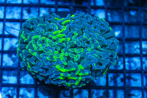#wholesale_coral# - #saltwater_fish# #saltwater_coral# - #rare corals# - #coralsdepot# - #Corals_Depot# - #live_corals# - #eye-catching-coral# #quality_marine_fish# -#quality-marine# #discoun