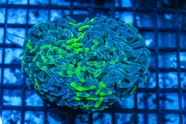 #wholesale_coral# - #saltwater_fish# #saltwater_coral# - #rare corals# - #coralsdepot# - #Corals_Depot# - #live_corals# - #eye-catching-coral# #quality_marine_fish# -#quality-marine# #discoun