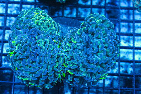 #wholesale_coral# - #saltwater_fish# #saltwater_coral# - #rare corals# - #coralsdepot# - #Corals_Depot# - #live_corals# - #eye-catching-coral# #quality_marine_fish# -#quality-marine# #discoun