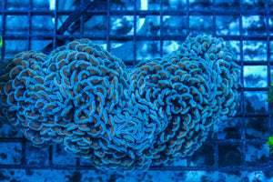 #wholesale_coral# - #saltwater_fish# #saltwater_coral# - #rare corals# - #coralsdepot# - #Corals_Depot# - #live_corals# - #eye-catching-coral# #quality_marine_fish# -#quality-marine# #discoun