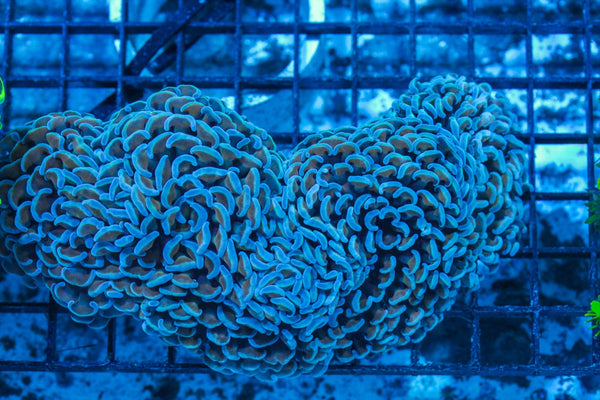 #wholesale_coral# - #saltwater_fish# #saltwater_coral# - #rare corals# - #coralsdepot# - #Corals_Depot# - #live_corals# - #eye-catching-coral# #quality_marine_fish# -#quality-marine# #discoun