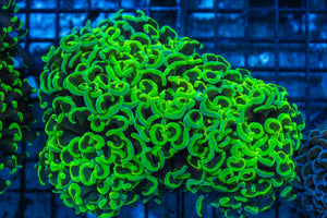 #wholesale_coral# - #saltwater_fish# #saltwater_coral# - #rare corals# - #coralsdepot# - #Corals_Depot# - #live_corals# - #eye-catching-coral# #quality_marine_fish# -#quality-marine# #discoun