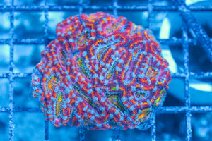 #wholesale_coral# - #saltwater_fish# #saltwater_coral# - #rare corals# - #coralsdepot# - #Corals_Depot# - #live_corals# - #eye-catching-coral# #quality_marine_fish# -#quality-marine# #discoun