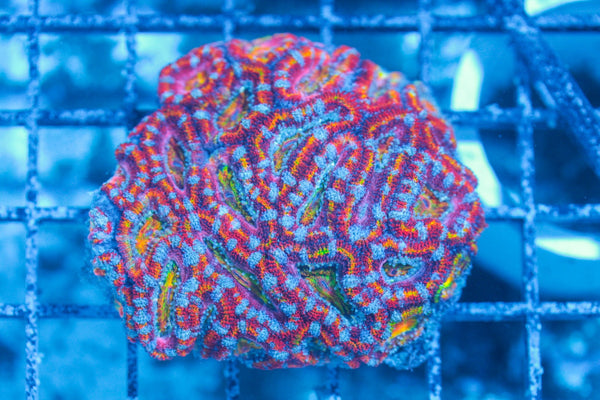 #wholesale_coral# - #saltwater_fish# #saltwater_coral# - #rare corals# - #coralsdepot# - #Corals_Depot# - #live_corals# - #eye-catching-coral# #quality_marine_fish# -#quality-marine# #discoun