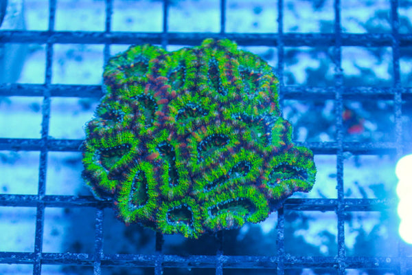 #wholesale_coral# - #saltwater_fish# #saltwater_coral# - #rare corals# - #coralsdepot# - #Corals_Depot# - #live_corals# - #eye-catching-coral# #quality_marine_fish# -#quality-marine# #discoun