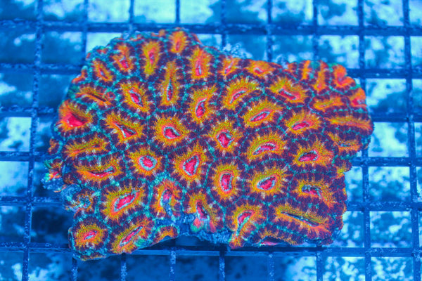 #wholesale_coral# - #saltwater_fish# #saltwater_coral# - #rare corals# - #coralsdepot# - #Corals_Depot# - #live_corals# - #eye-catching-coral# #quality_marine_fish# -#quality-marine# #discoun