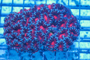 #wholesale_coral# - #saltwater_fish# #saltwater_coral# - #rare corals# - #coralsdepot# - #Corals_Depot# - #live_corals# - #eye-catching-coral# #quality_marine_fish# -#quality-marine# #discoun