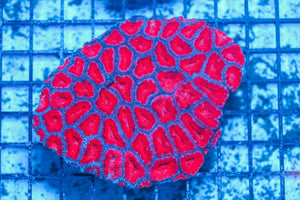 #wholesale_coral# - #saltwater_fish# #saltwater_coral# - #rare corals# - #coralsdepot# - #Corals_Depot# - #live_corals# - #eye-catching-coral# #quality_marine_fish# -#quality-marine# #discoun
