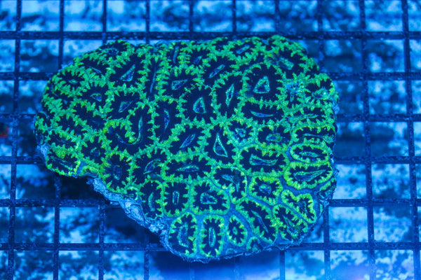 #wholesale_coral# - #saltwater_fish# #saltwater_coral# - #rare corals# - #coralsdepot# - #Corals_Depot# - #live_corals# - #eye-catching-coral# #quality_marine_fish# -#quality-marine# #discoun