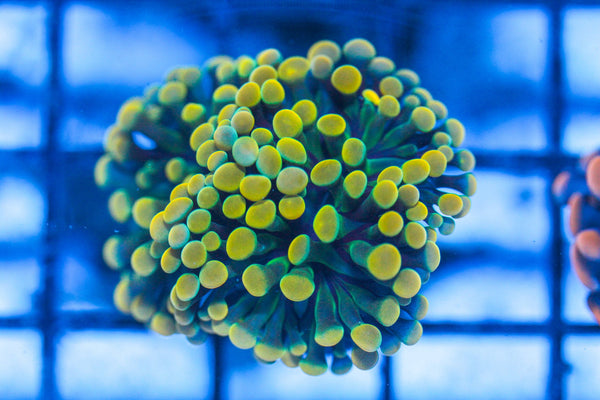 #wholesale_coral# - #saltwater_fish# #saltwater_coral# - #rare corals# - #coralsdepot# - #Corals_Depot# - #live_corals# - #eye-catching-coral# #quality_marine_fish# -#quality-marine# #discoun