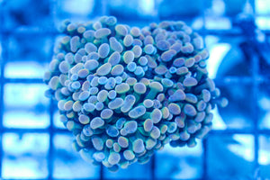 #wholesale_coral# - #saltwater_fish# #saltwater_coral# - #rare corals# - #coralsdepot# - #Corals_Depot# - #live_corals# - #eye-catching-coral# #quality_marine_fish# -#quality-marine# #discoun