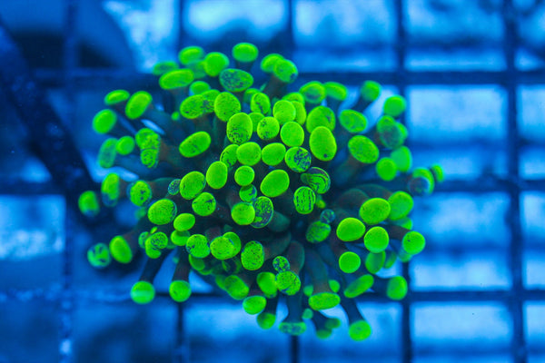 #wholesale_coral# - #saltwater_fish# #saltwater_coral# - #rare corals# - #coralsdepot# - #Corals_Depot# - #live_corals# - #eye-catching-coral# #quality_marine_fish# -#quality-marine# #discoun