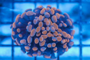 #wholesale_coral# - #saltwater_fish# #saltwater_coral# - #rare corals# - #coralsdepot# - #Corals_Depot# - #live_corals# - #eye-catching-coral# #quality_marine_fish# -#quality-marine# #discoun