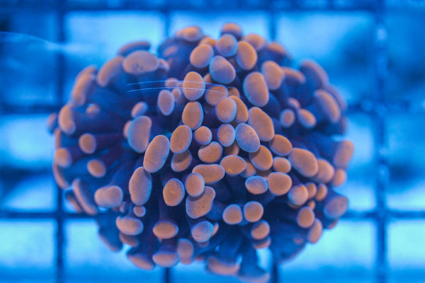 #wholesale_coral# - #saltwater_fish# #saltwater_coral# - #rare corals# - #coralsdepot# - #Corals_Depot# - #live_corals# - #eye-catching-coral# #quality_marine_fish# -#quality-marine# #discoun