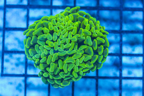 #wholesale_coral# - #saltwater_fish# #saltwater_coral# - #rare corals# - #coralsdepot# - #Corals_Depot# - #live_corals# - #eye-catching-coral# #quality_marine_fish# -#quality-marine# #discoun