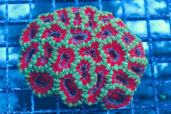 #wholesale_coral# - #saltwater_fish# #saltwater_coral# - #rare corals# - #coralsdepot# - #Corals_Depot# - #live_corals# - #eye-catching-coral# #quality_marine_fish# -#quality-marine# #discoun