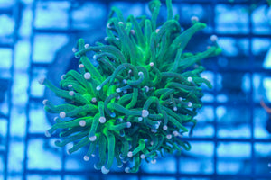 #wholesale_coral# - #saltwater_fish# #saltwater_coral# - #rare corals# - #coralsdepot# - #Corals_Depot# - #live_corals# - #eye-catching-coral# #quality_marine_fish# -#quality-marine# #discoun