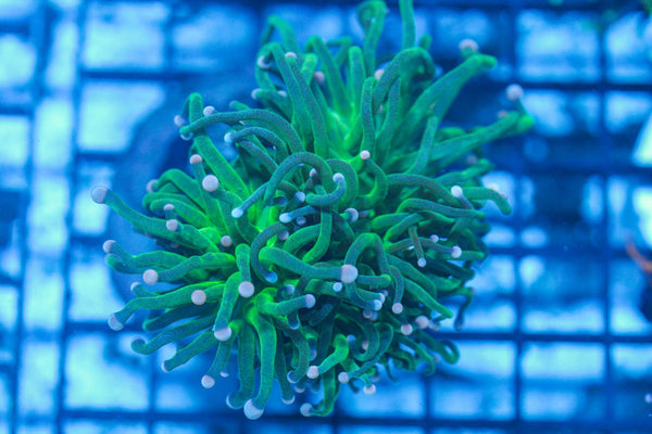#wholesale_coral# - #saltwater_fish# #saltwater_coral# - #rare corals# - #coralsdepot# - #Corals_Depot# - #live_corals# - #eye-catching-coral# #quality_marine_fish# -#quality-marine# #discoun