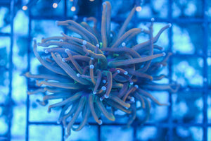 #wholesale_coral# - #saltwater_fish# #saltwater_coral# - #rare corals# - #coralsdepot# - #Corals_Depot# - #live_corals# - #eye-catching-coral# #quality_marine_fish# -#quality-marine# #discoun