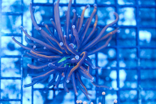 #wholesale_coral# - #saltwater_fish# #saltwater_coral# - #rare corals# - #coralsdepot# - #Corals_Depot# - #live_corals# - #eye-catching-coral# #quality_marine_fish# -#quality-marine# #discoun