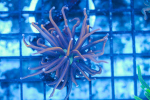#wholesale_coral# - #saltwater_fish# #saltwater_coral# - #rare corals# - #coralsdepot# - #Corals_Depot# - #live_corals# - #eye-catching-coral# #quality_marine_fish# -#quality-marine# #discoun