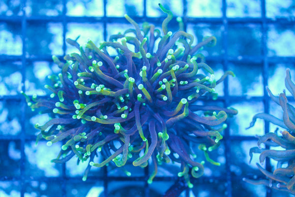 #wholesale_coral# - #saltwater_fish# #saltwater_coral# - #rare corals# - #coralsdepot# - #Corals_Depot# - #live_corals# - #eye-catching-coral# #quality_marine_fish# -#quality-marine# #discoun